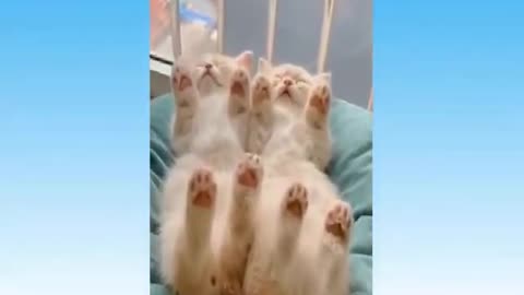Funny Cats I Cat Funny