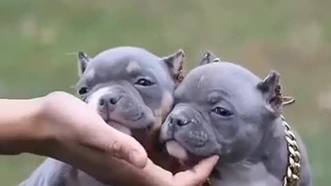Cute little puppy video from Tik Tok I love this puppy