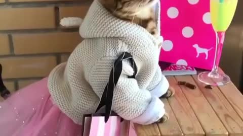 Cute_cat_shopping 😂😂