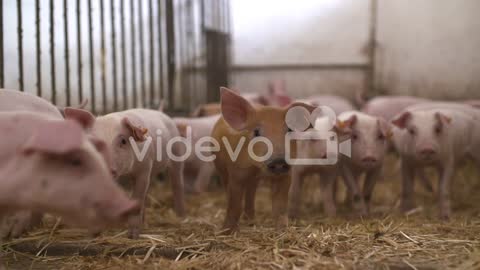 Pigs On Livestock Farm Pigs Farm Livestock Farm Modern Agricultural Pigs Farm 30