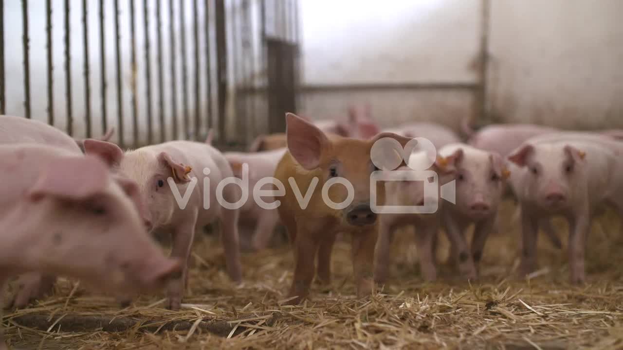 Pigs On Livestock Farm Pigs Farm Livestock Farm Modern Agricultural Pigs Farm 30