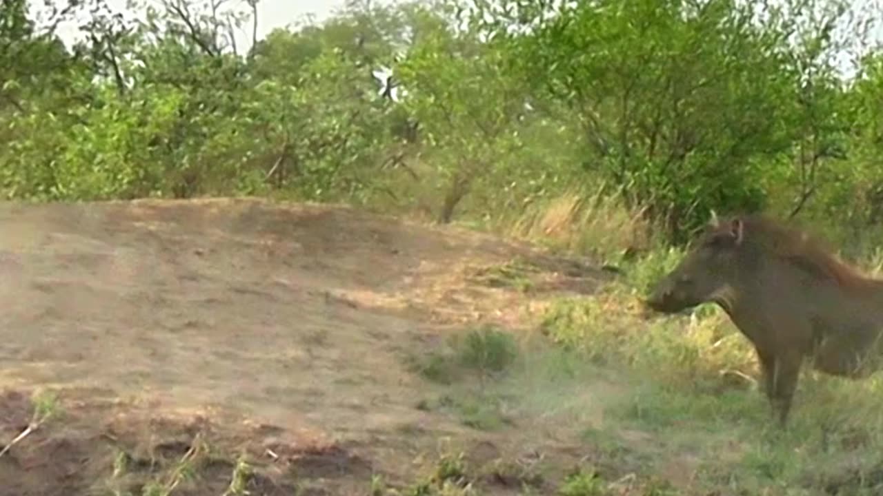 Warthog vs Hyena: Epic Standoff in the Savanna