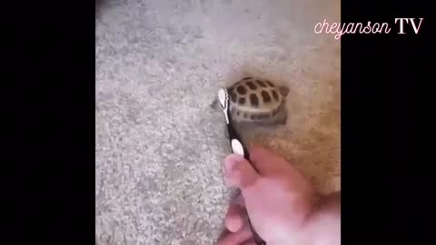 Cute little turtle scrubbing back