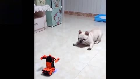 Funny Dog vs. Robot (Toy robot)