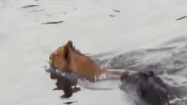 Tiger and Crocodile survives in water Tiger escapes stuck Crocodile Live Video.