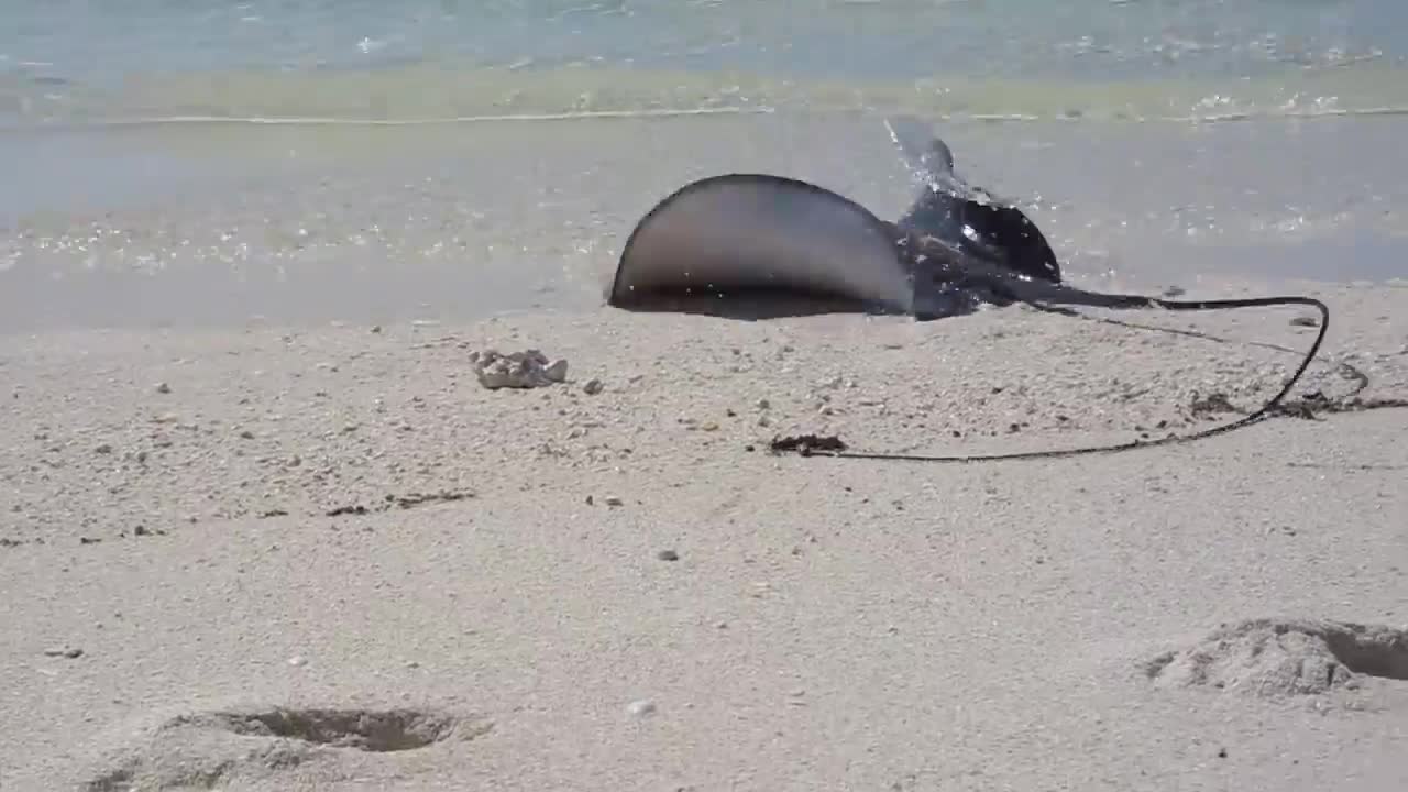 Shark vs Stingray on the Great Barrier Reef