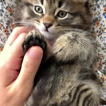 When the kitty claws come out