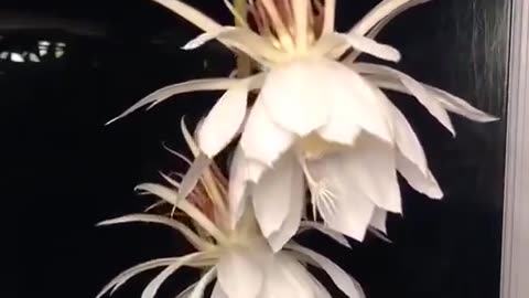 This flower is called "Queen of the Night”It blossoms only at night and only one night a year