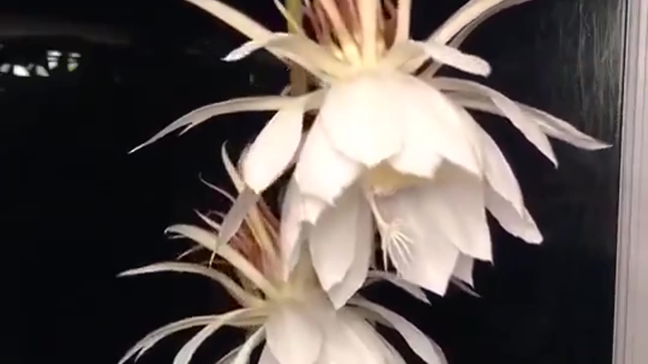 This flower is called "Queen of the Night”It blossoms only at night and only one night a year
