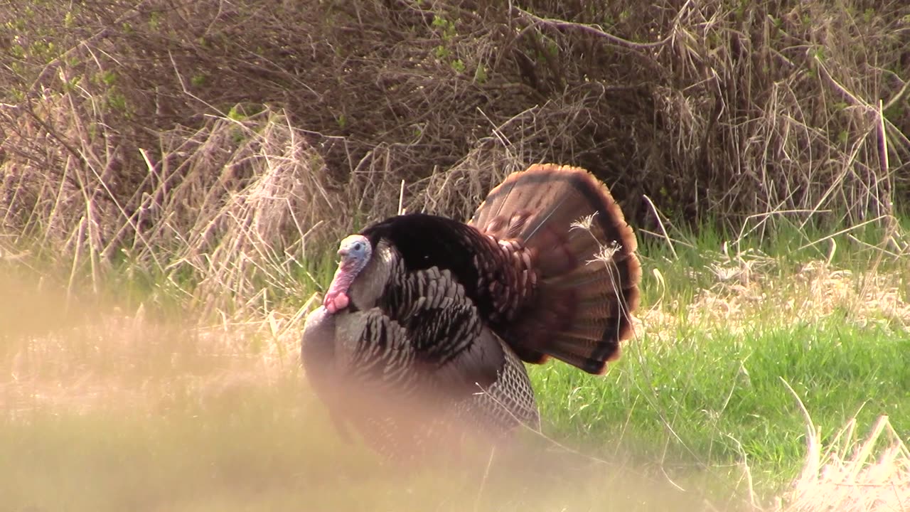 Fired up Gobbler! Wisconsin Turkey Season 2023 week 3 part 1