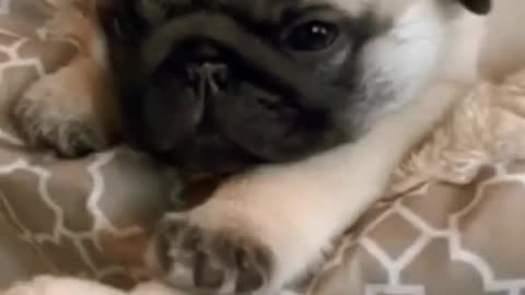 The video of cute dog