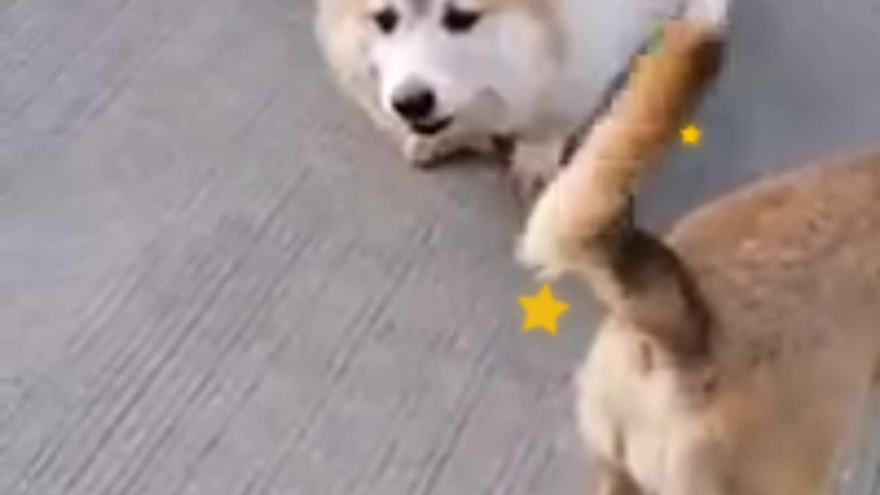 Best funny animals🐕⭐⭐