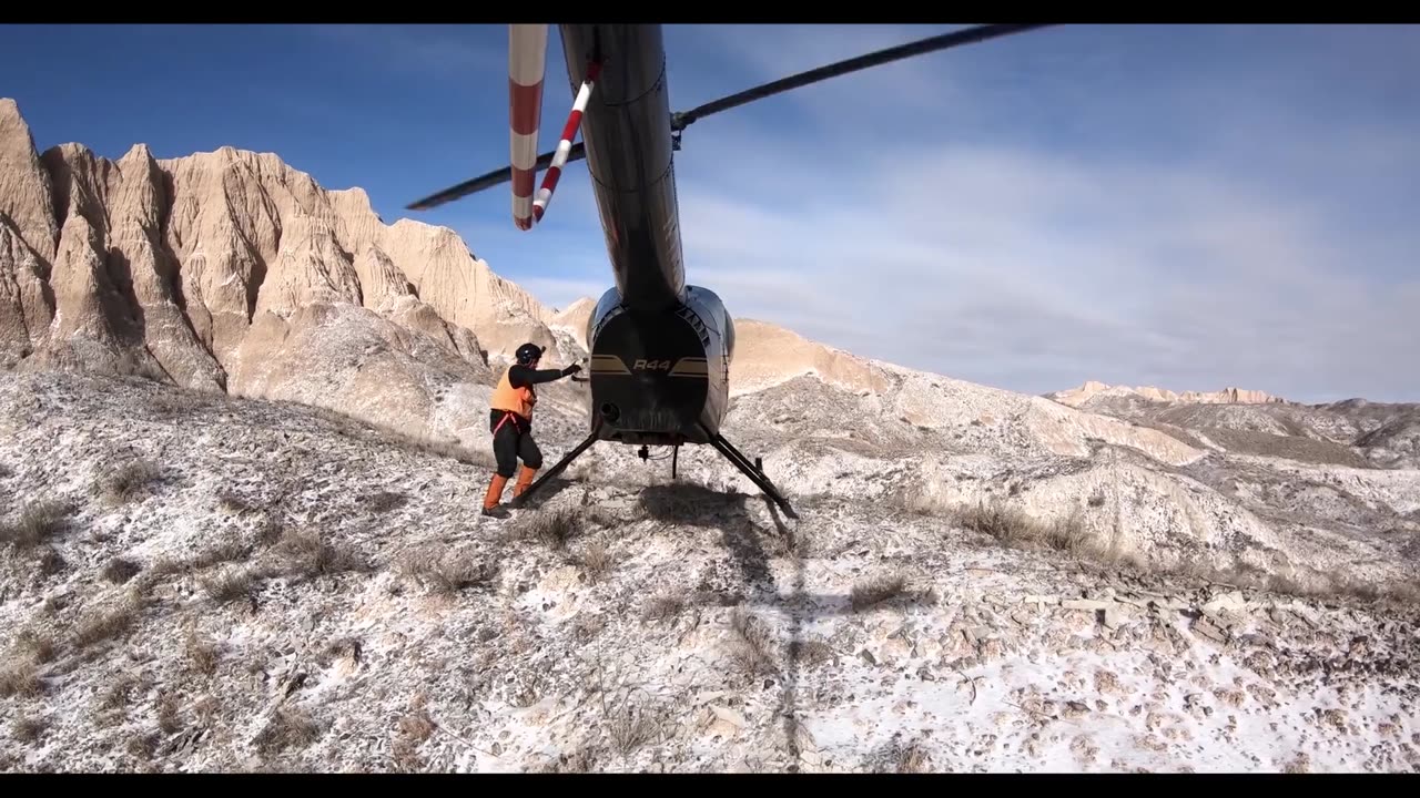 Helicopter Wildlife Capture In Action