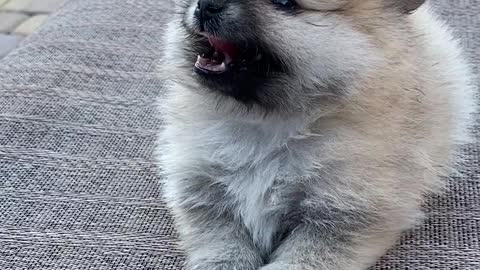 Puppy in the Garden