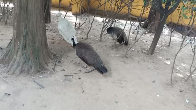 These peacocks are enjoying the shade under the tree