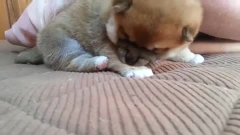angry dog