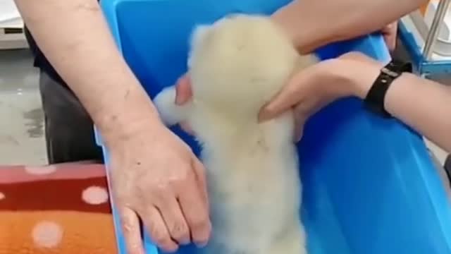 Give it a bath. What do you think it looks like now?