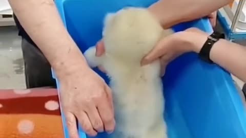 Give it a bath. What do you think it looks like now?