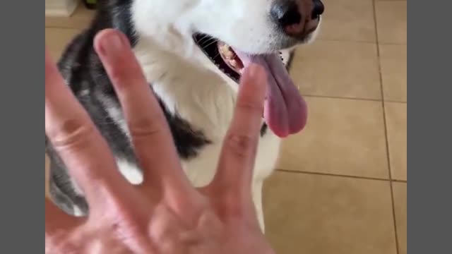 5 reasons why huskies are the weirdest dog breedRemove