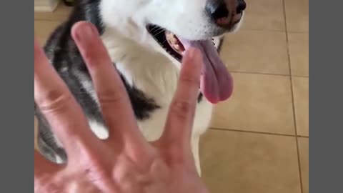 5 reasons why huskies are the weirdest dog breedRemove