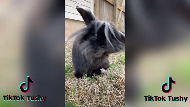 Cute bunny tiktok compilation