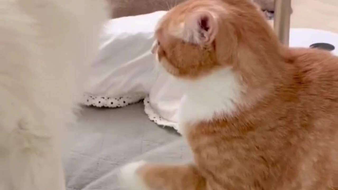 fanny_cute_cat_short_videos