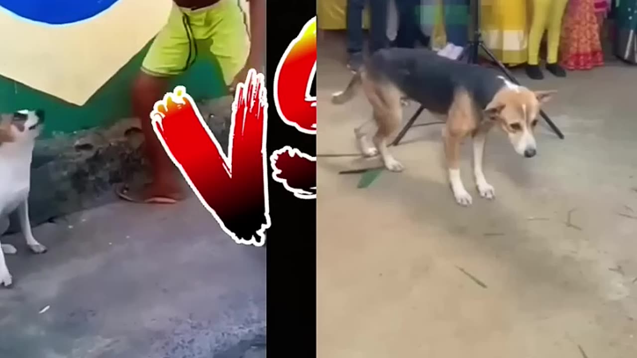 Brazil dog dance V/S India dog dance