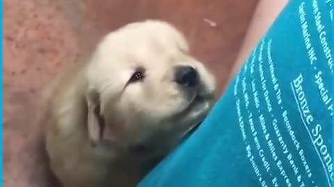 Cute Puppie Howling for first time