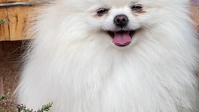 furry puppy looks like a cute plush