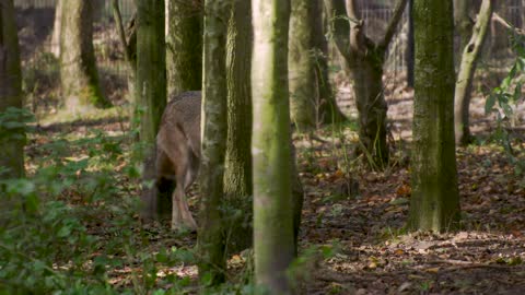 Gray wolf in the jungle