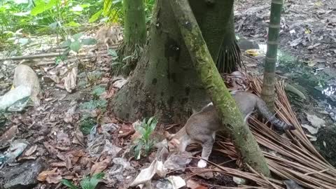 tow thief cat trying steal fish peaches