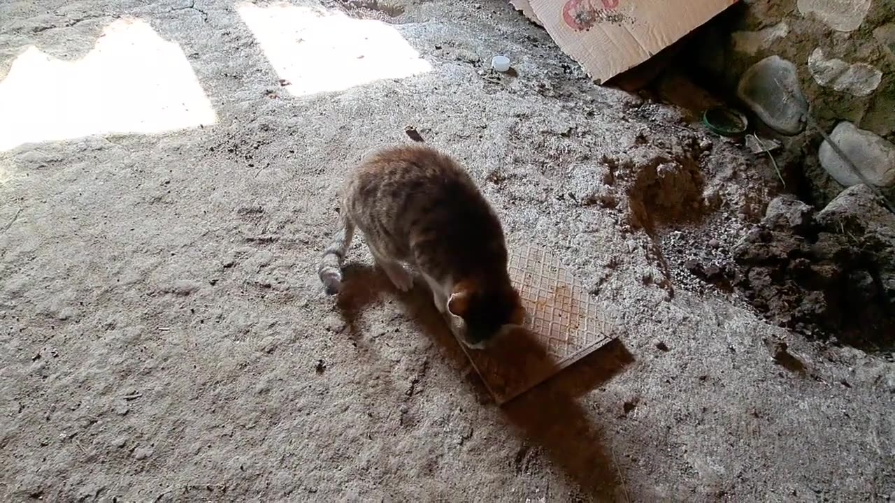 Cute baby cat eats food. A cute, beautiful little cat is hungry