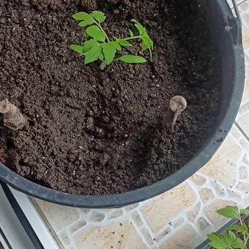 My plants tomatoes