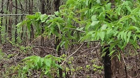 Massive Male Tiger in the Woods Calls for Mate