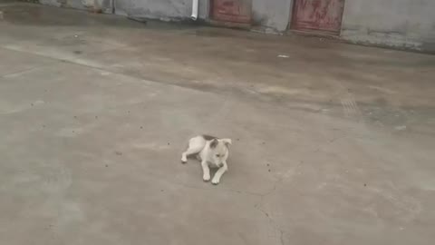 lonely dog