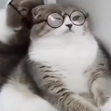 Funny Cat Videos