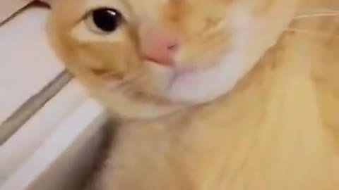 CUTE AND FUNNIEST CAT . #shorts