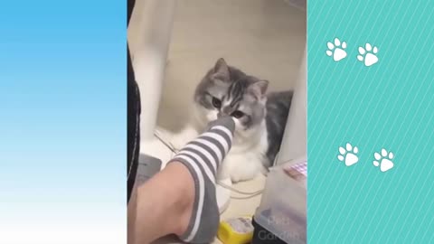 THESE FANTASTIC ANIMALS 03