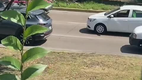 Pup Leads The Parade