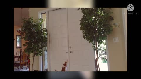 Best Cats Memes Videos Of 2022 (from TikTok)