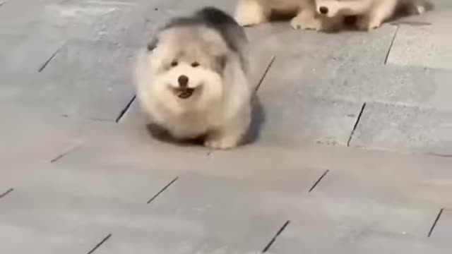 Fluffy marshmallows. ππΆππ