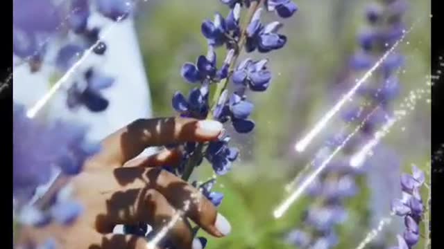 The Lilac Fragrance set off the gossamer wings