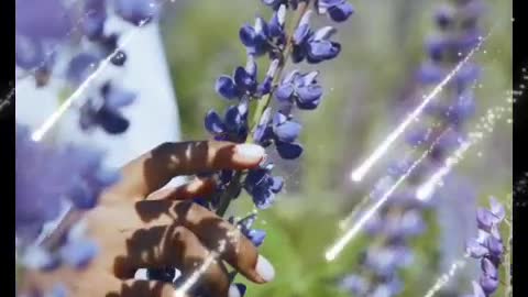 The Lilac Fragrance set off the gossamer wings