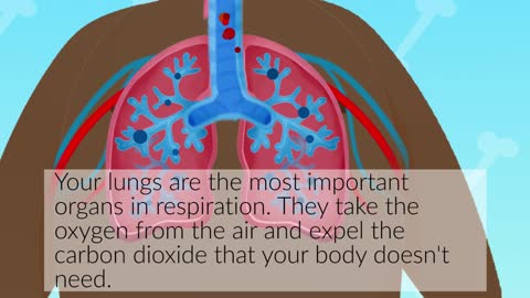 The Human Respiratory System