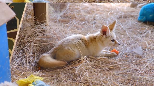 How to play pets||Pets play at home