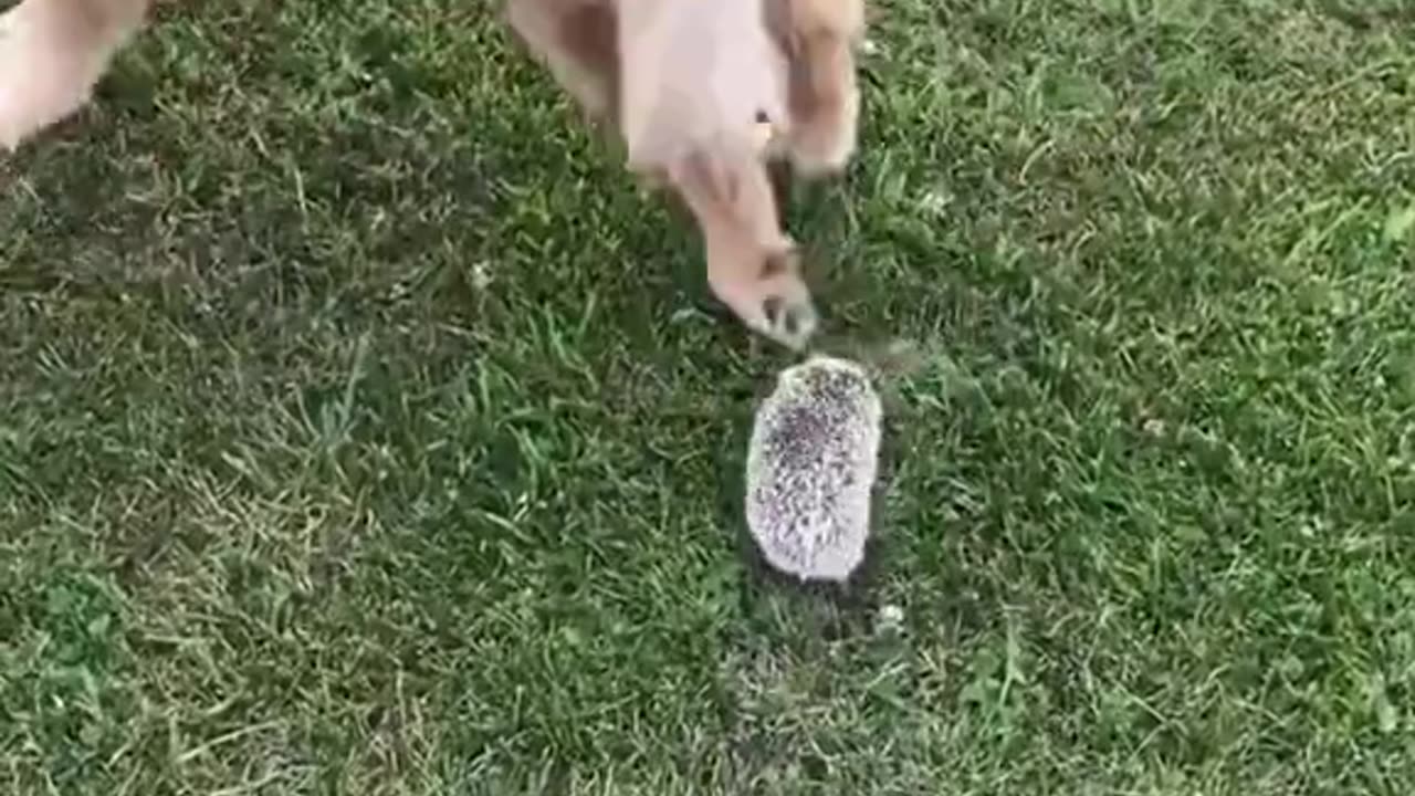 Hedgehog trapped in swimming pool rescued in time❤️