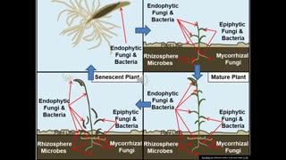 Prof 21 Ivan O Halloran on Soil Symbiotes