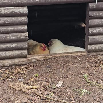 OMC! Whitey and friend snuggle while staying dry! 😄🐔 🐔💖#chickens #hens #whitey #shorts #love #dry