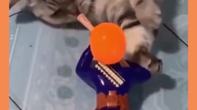 Super Cat is Not Intimidated by Soldier
