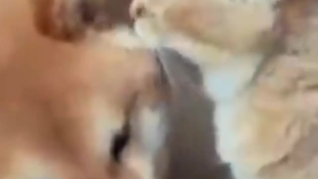 Funny Cat and Dog Videos Compilation
